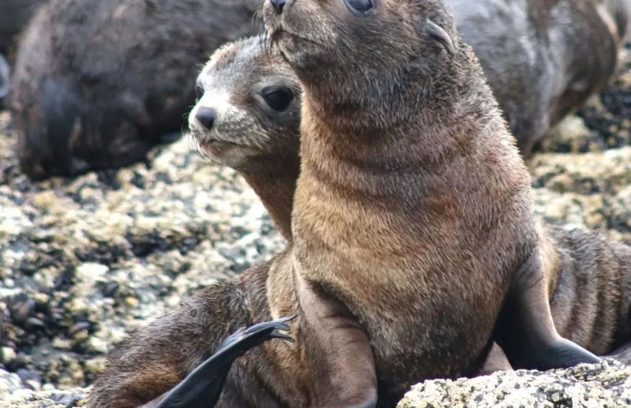 Eco-friendly Travel in Phillip Island