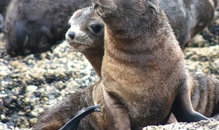 Eco-friendly Travel in Phillip Island