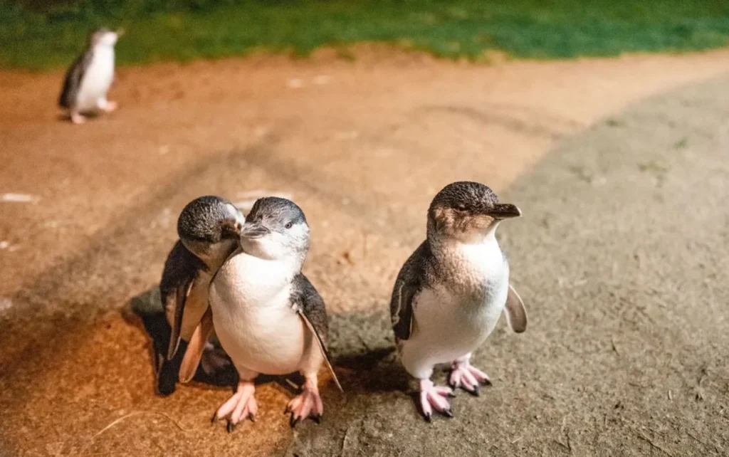 Penguin Parade