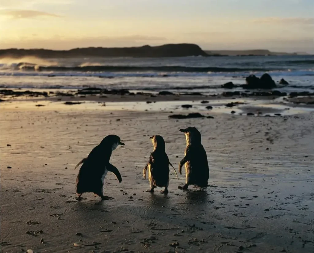 Penguin Parade Visitor Centre