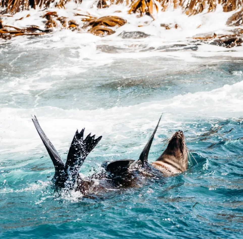 Phillip Island Seal Cruises