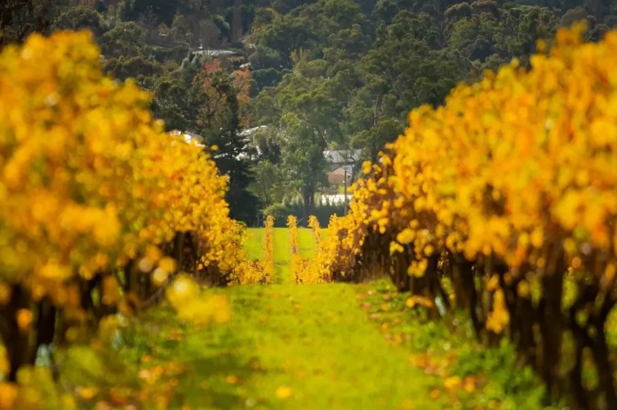 The Best Yarra Valley Wineries & Vineyards