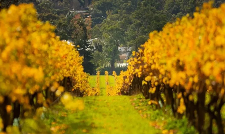 The Best Yarra Valley Wineries & Vineyards