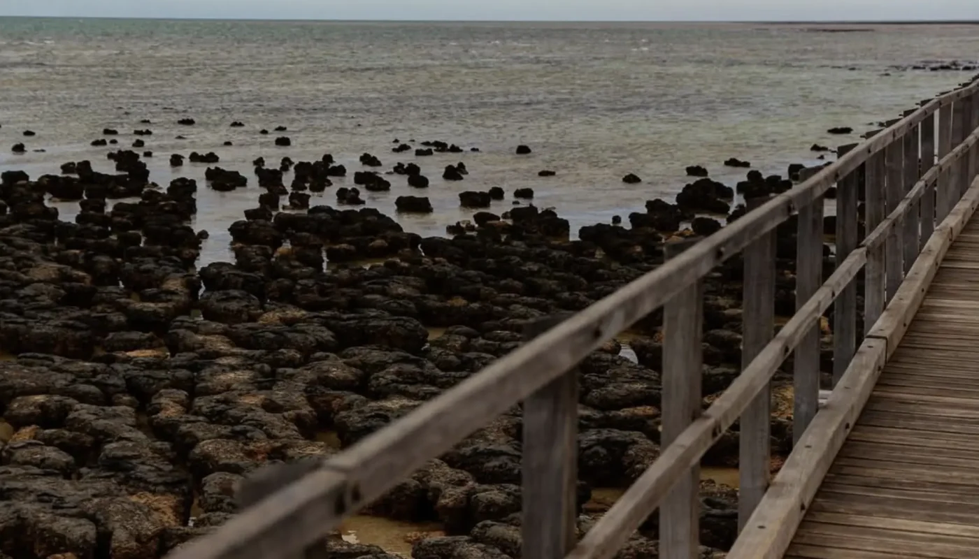 Hamelin Pool Ancient Life