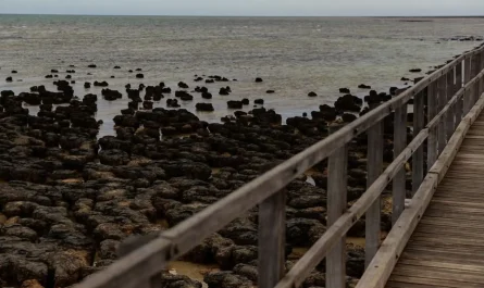 Hamelin Pool Ancient Life