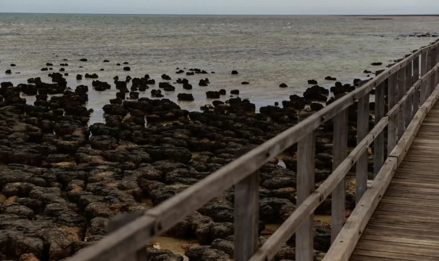 Hamelin Pool: A Window to Earth’s Ancient Life