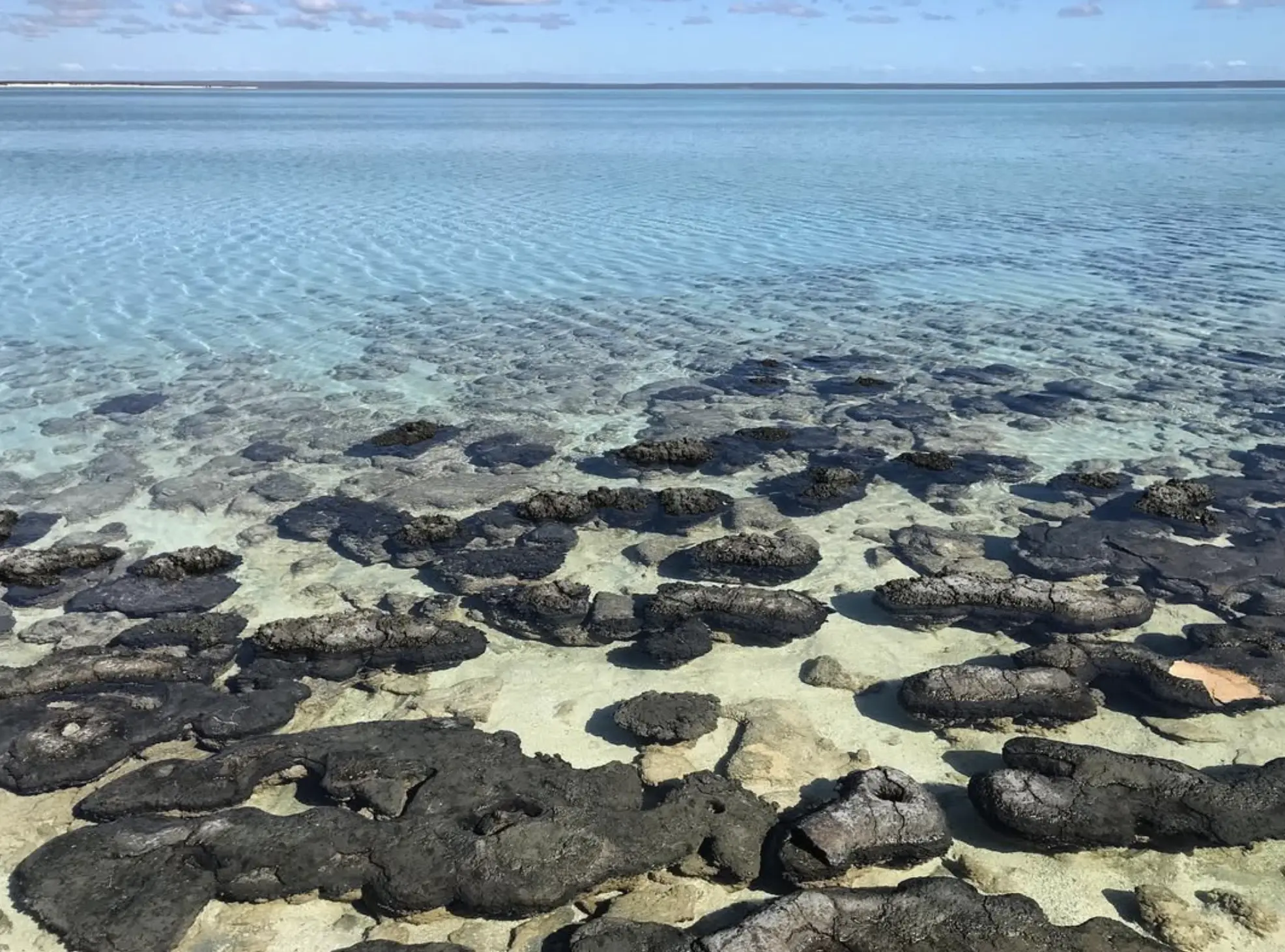 Hamelin Pool Stromatolites