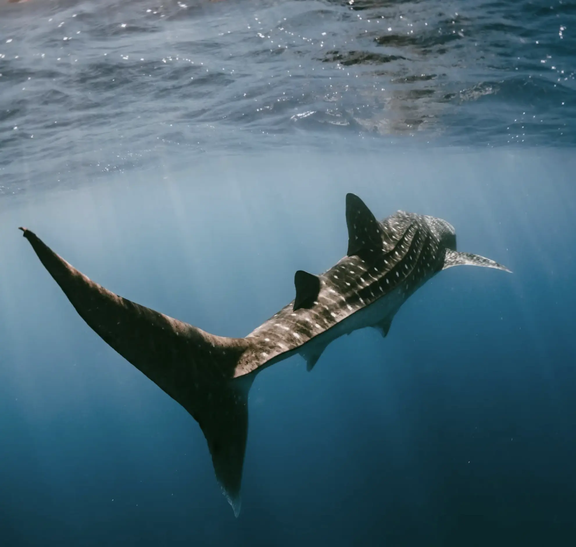 whale shark tours