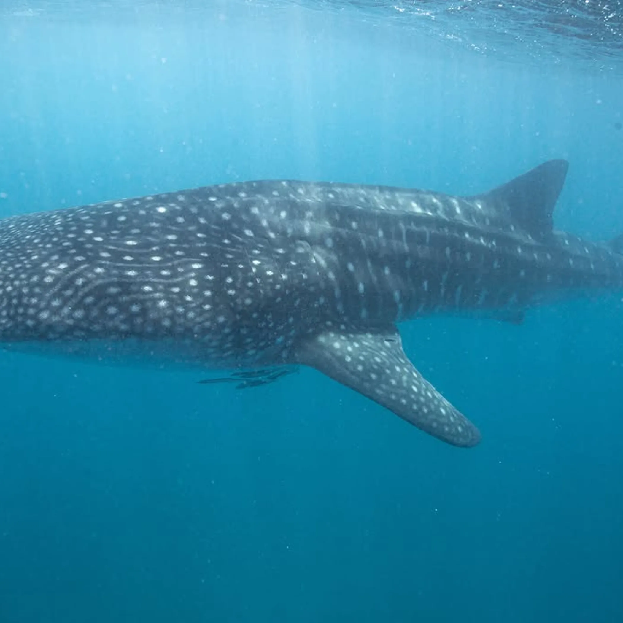 ningaloo marine life