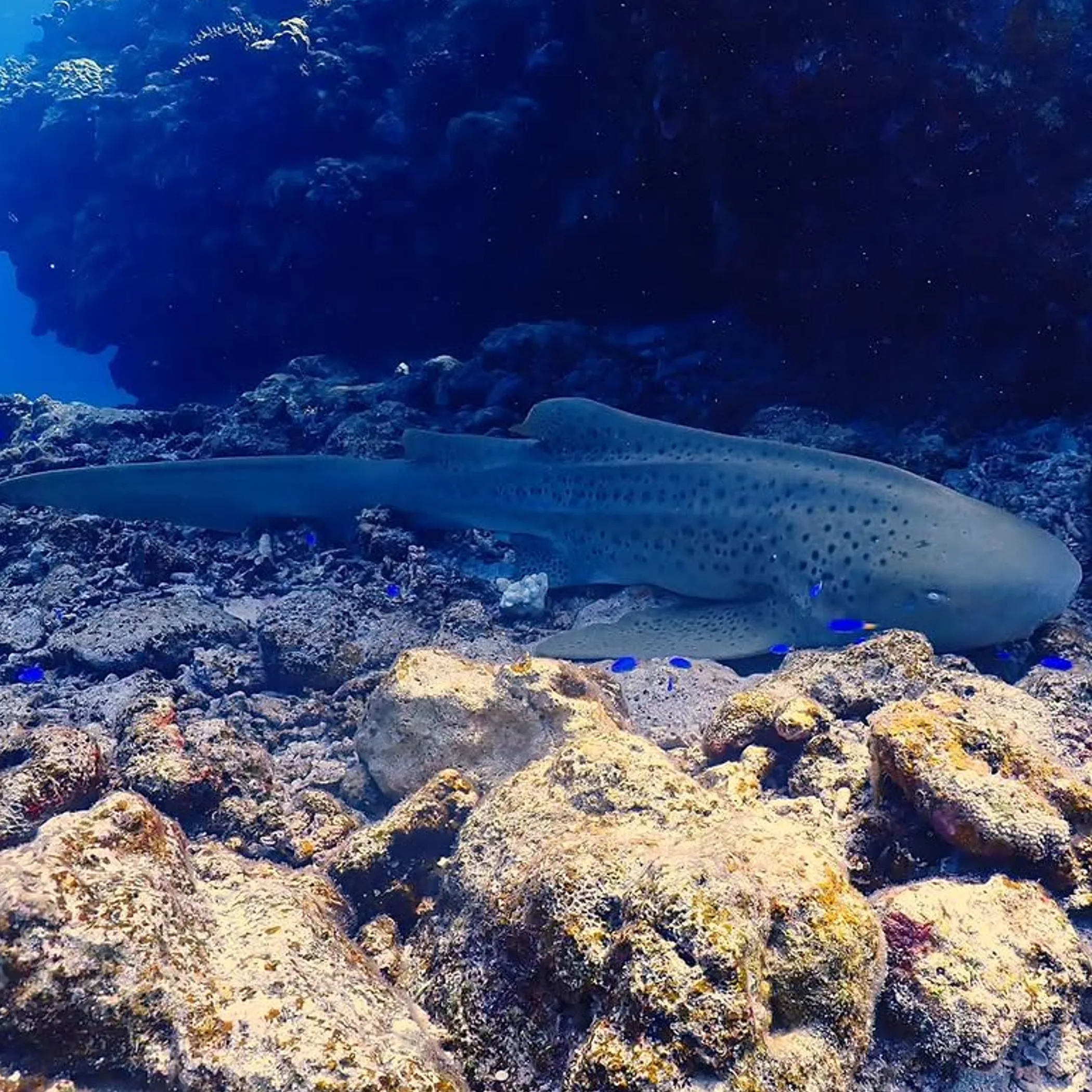 leopard shark at rowley shoals reef