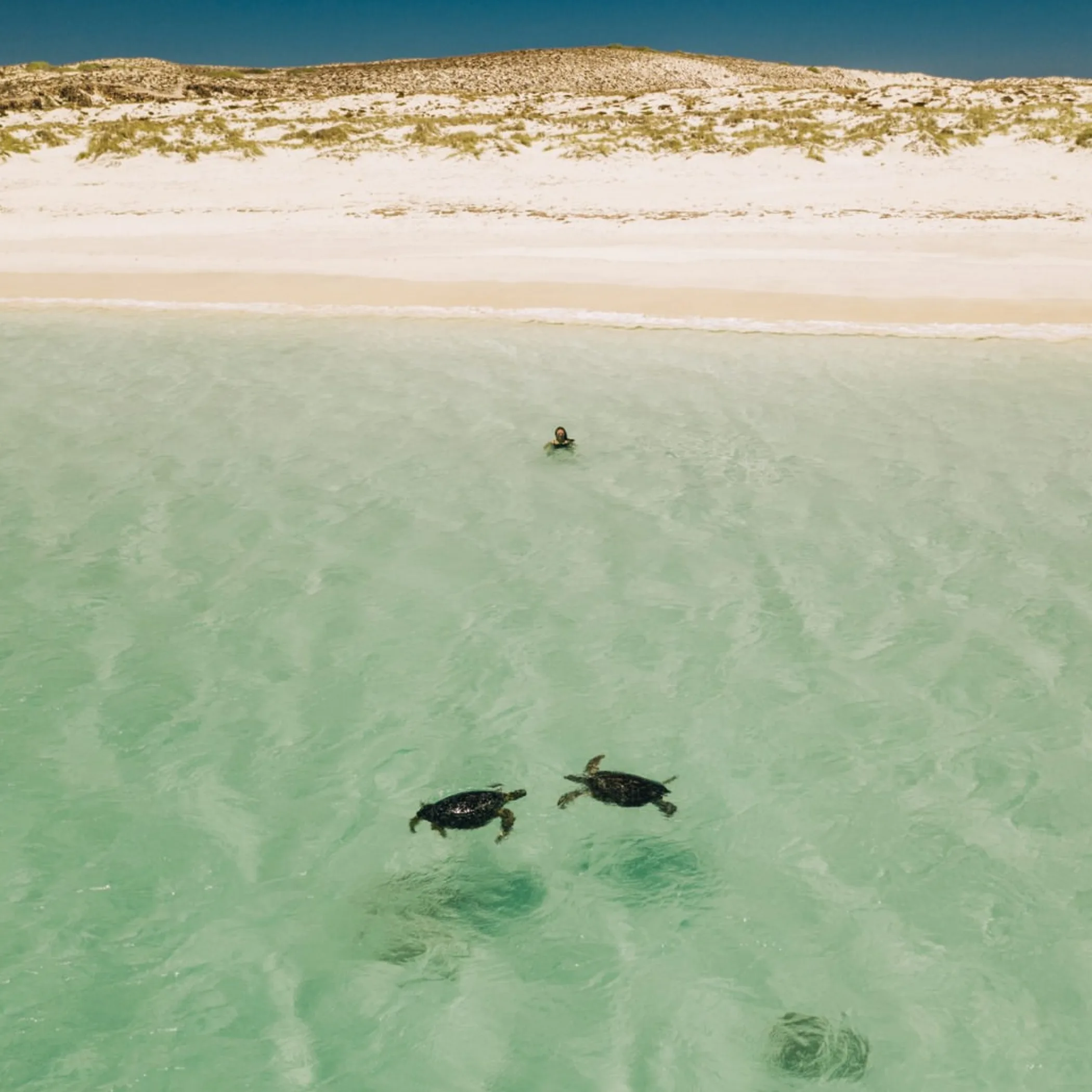 turtles near remote sandy shoreline