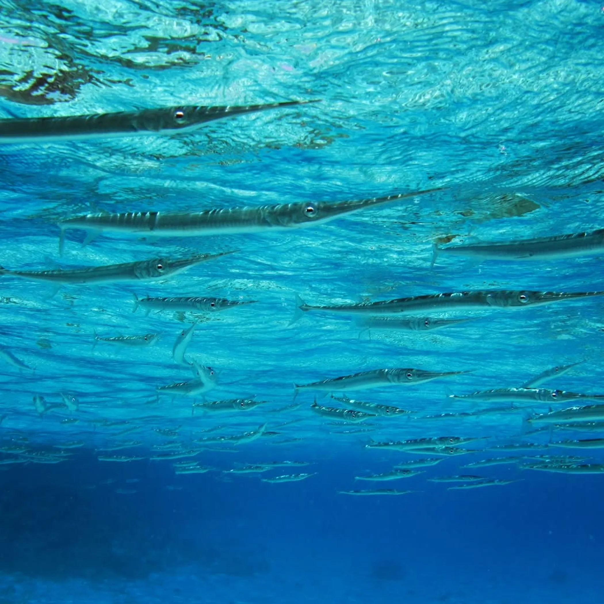 marine photograph of rowley shoals reef